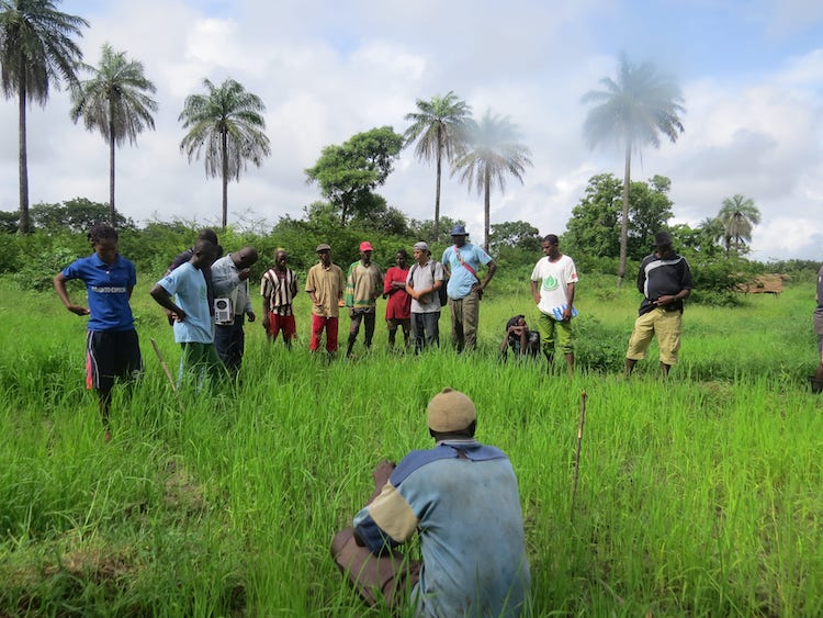 guine bissau agricultura adpp 5