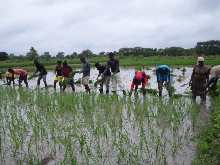 guine bissau agricultura adpp 2