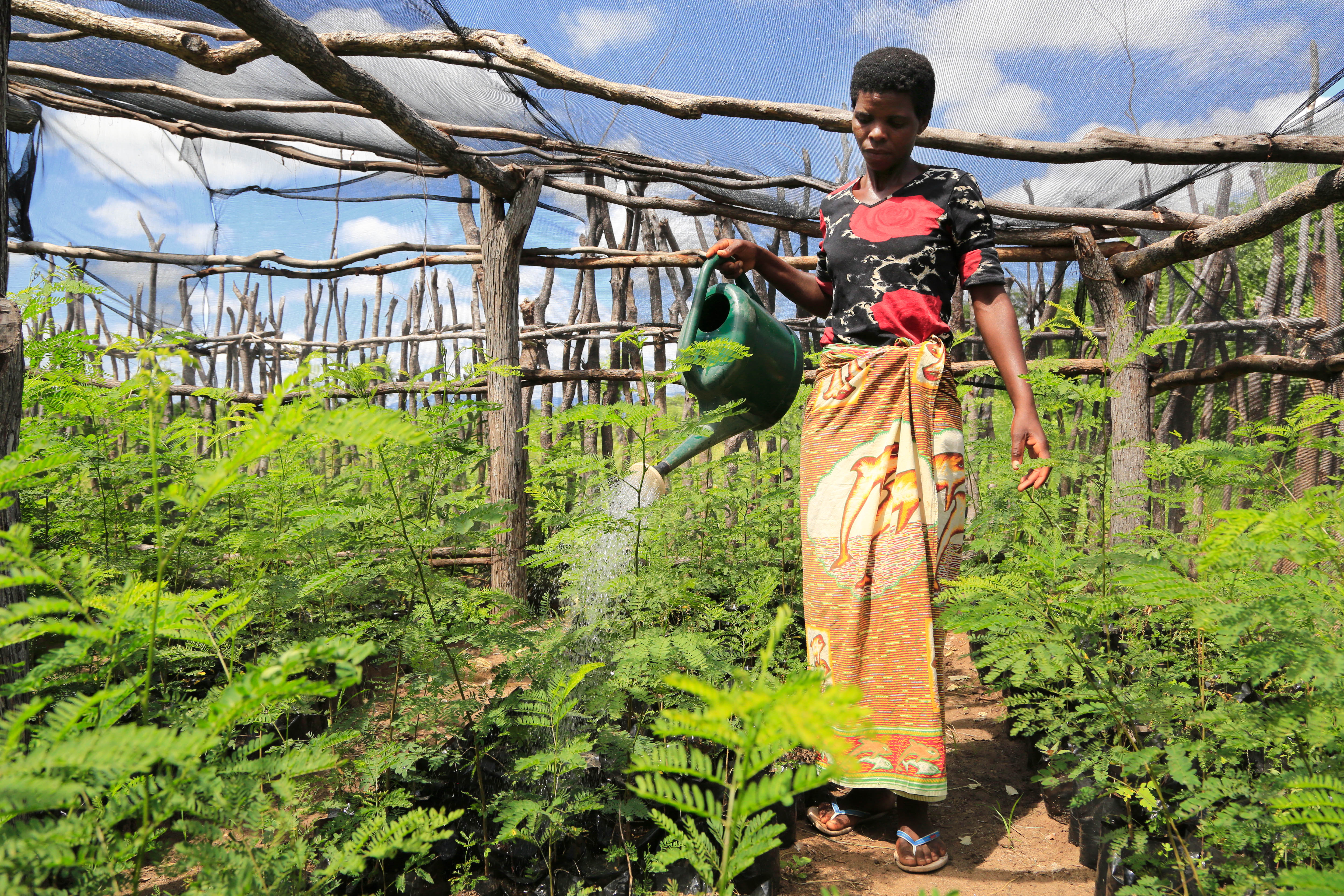 Growing trees support efforts in fighting effects of climate change
