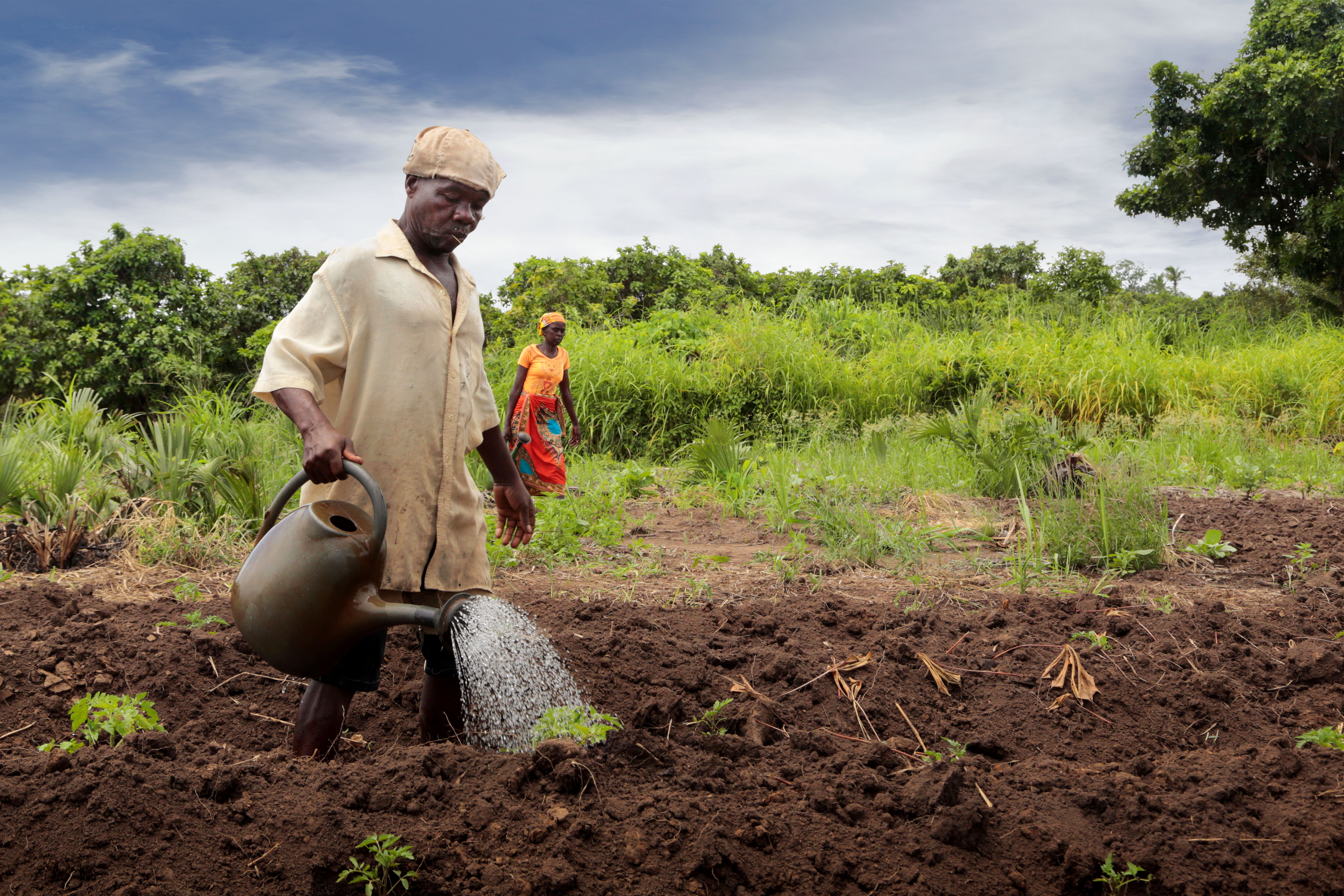 One of the Farmers Clubs member irrigating some tomatoes in his garden