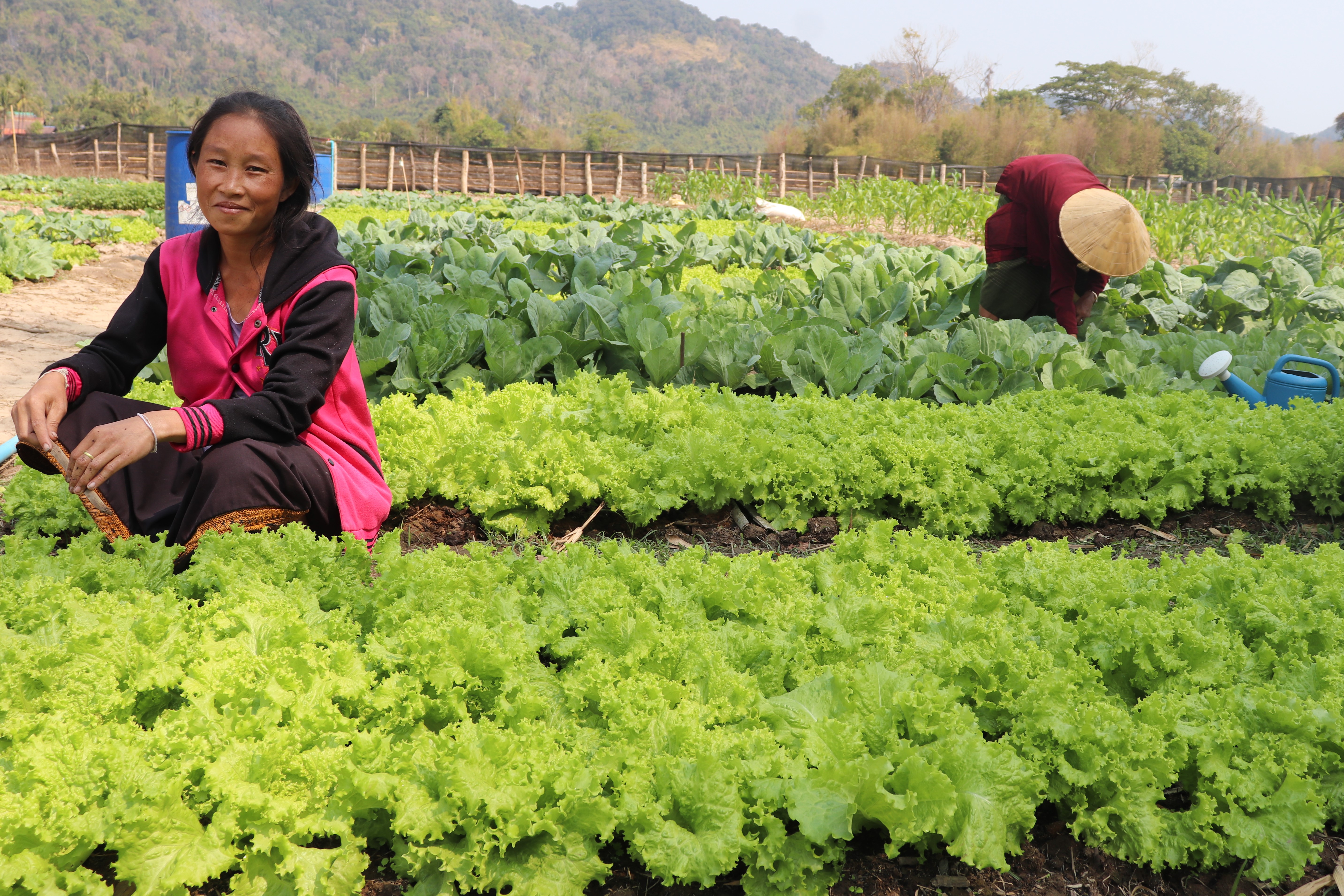 One of the several Farmers Clubs demonstration plots of HPP Laost